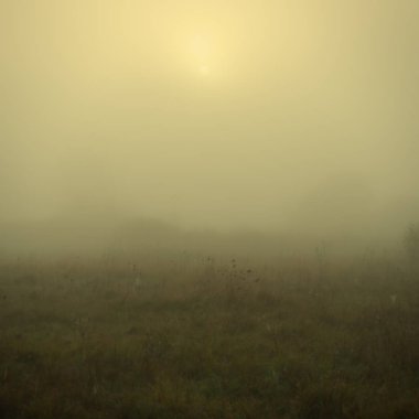 arka plan bulanık, peyzaj bitki ve ağaçlar sabah sis