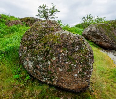 Granit taşlar ve çiçekli bitkiler, bahar manzara