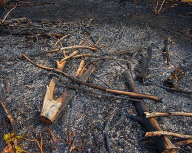 Bir çam ormanı ateşe sonra manzara