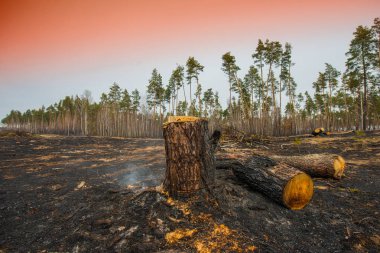 Bir çam ormanı ateşe sonra manzara