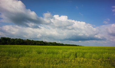 bahar mevsimi bozkır bölgesinde genç yeşil kanola alanı