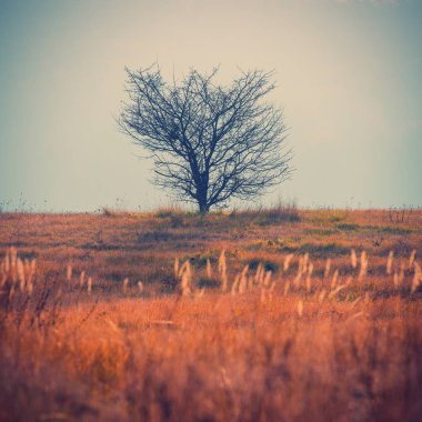 arka plan bulanık sonbahar manzara ağacı