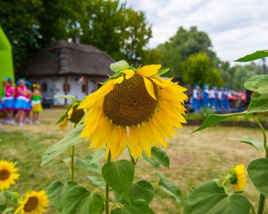 VELIKI SOROCHINTSI, UKRAINE - 21 AUGUST, 2015: National Sorochintsy Fair-national scale, industrial and agricultural exhibition. Flower sunflower on the background of the scene. clipart