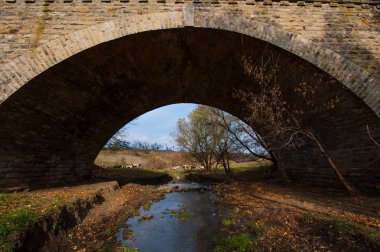 eski taş köprü creek ve kırsal kesimde inek sürüsü