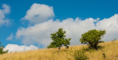 Krummenacher çimen çöl ve gökyüzü bulutlu