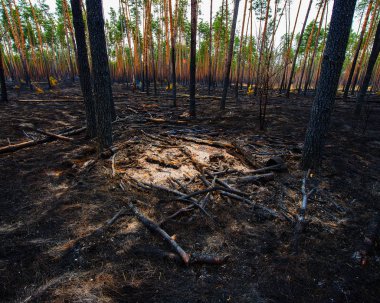 Bir çam ormanı ateşe sonra manzara
