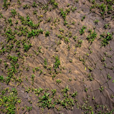 Doğa arka plan, yeşil çim zemin