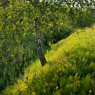 Huş ağacı bir dağlık alanda.
