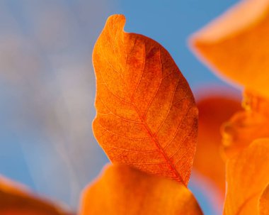 turuncu yeşillik bulanık arka planda sonbahar sezonu ela