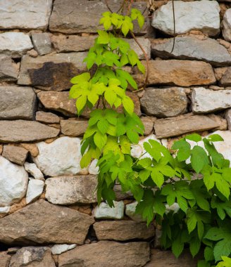 taş duvarlar evin arka planı yeşil bitki