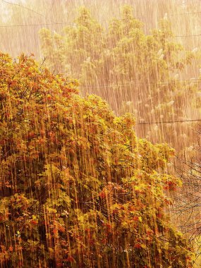 yağmur ve yeşil yeşillik akçaağaç ağaç bahar