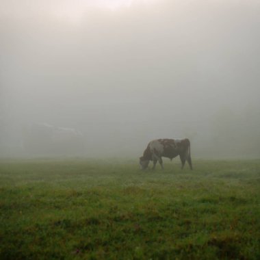 arka plan bulanık bir çayır sabah köyün otlatma boğa