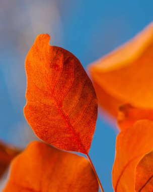 turuncu yeşillik bulanık arka planda sonbahar sezonu ela