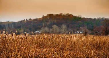Köyün sonbahar manzara arka plan üzerinde kuru reed