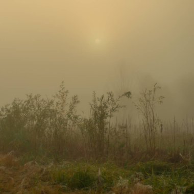 arka plan bulanık, peyzaj bitki ve ağaçlar sabah sis