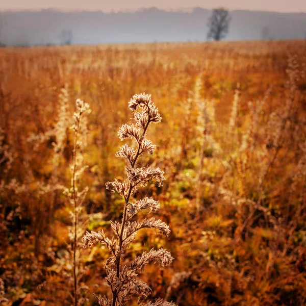 Herbst Landschaftspflanze Auf Verschwommenem Hintergrund — Stockfoto