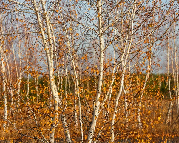 Junge Birken Mit Herbstblättern Einem Sonnigen Tag — Stockfoto