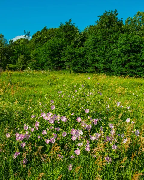 Wild Mallow Flowers Forest Rural Landscape — Stock Photo, Image