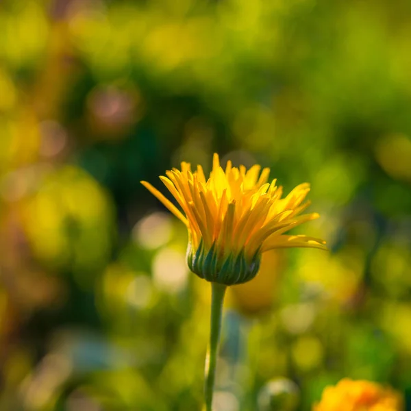 Calendula Fleur Décorative Sur Une Prairie Sur Fond Bleu Ciel — Photo