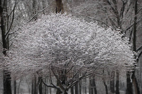 Krone Maple Branches Covered Snow Park — Stock Photo, Image