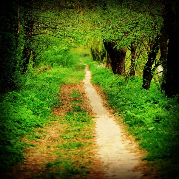 Hiking Trails Park — Stock Photo, Image