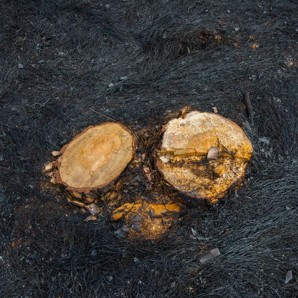 Landschaft Nach Dem Brand Einem Kiefernwald — Stockfoto