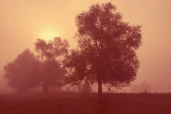 Пейзаж Деревьями Старый Дом Деревне Тумане — стоковое фото