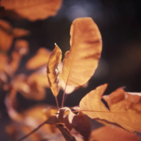 Blurred Backgound Dry Autumn Leaves Illuminated Sunlight — Stock Photo, Image