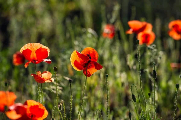 Wild Poppy Bloemen Een Veld Een Groene Onscherpe Achtergrond — Stockfoto