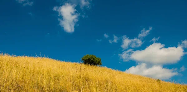 Grama Stipa Deserto Céu Com Nuvens — Fotografia de Stock