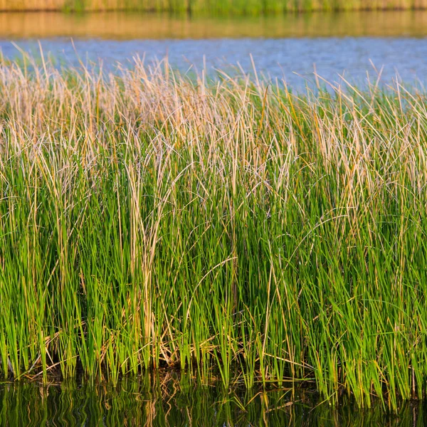 Zielony Stroiki Rzece Sezon Wiosna — Zdjęcie stockowe