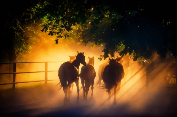 herd of horses back to the pasture in the countryside, English horses