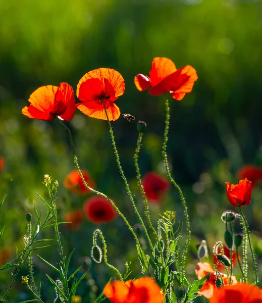 Rode Papaver Bloemen Veld Steppe — Stockfoto