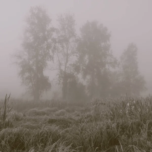 Verschwommener Hintergrund Landschaftliche Pflanzen Und Bäume Nebel Morgen — Stockfoto