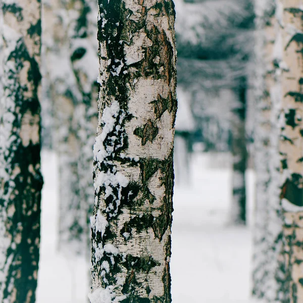 Troncs Bouleaux Dans Parc Parc Hiver — Photo