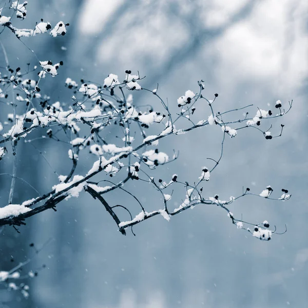 公园里的冬雪覆盖着植物的枝条 — 图库照片