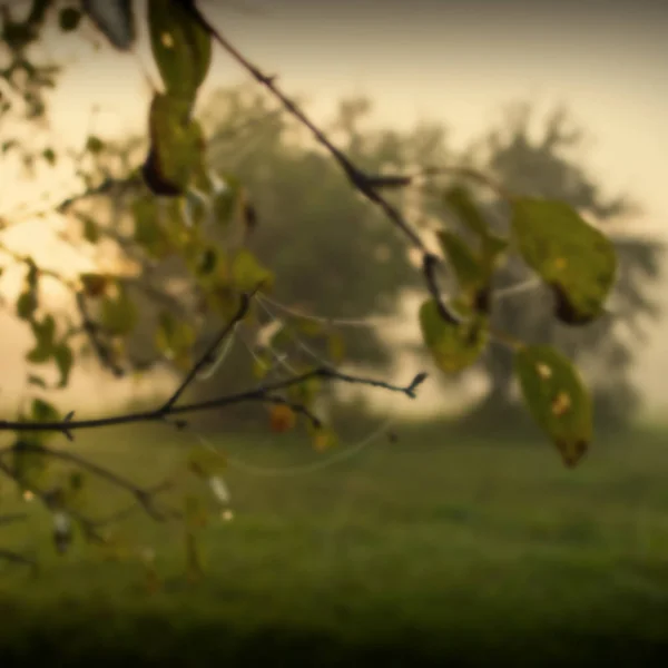 Sfondo Sfocato Foglie Verdi Ragnatele Sullo Sfondo Delle Piante — Foto Stock