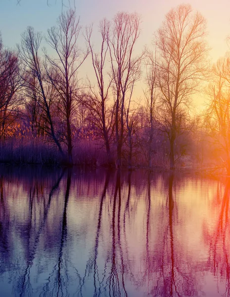 Tarde Lago Del Bosque Principios Primavera —  Fotos de Stock