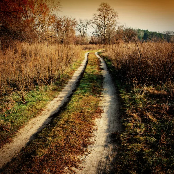 Strada Sterrata Margini Della Foresta — Foto Stock