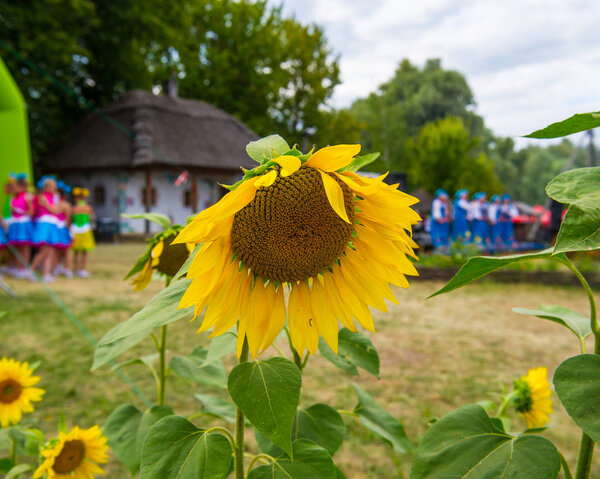 VELIKI SOROCHINTSI, UKRAINE - 21 AUGUST, 2015: National Sorochintsy Fair-national scale, industrial and agricultural exhibition. Flower sunflower on the background of the scene.