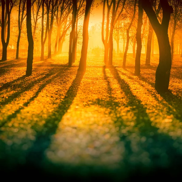Sunny Mlhavé Ráno Stromy Spadaného Listí Podzim Park — Stock fotografie