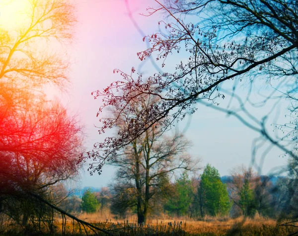 Güneşli Bir Günde Sonbahar Orman Kırsal — Stok fotoğraf
