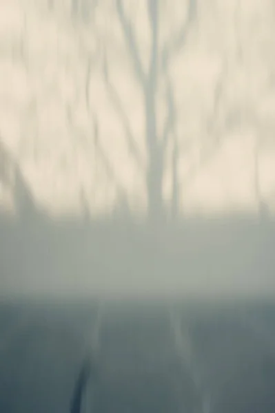 背景をぼかし 壁に木の影 — ストック写真