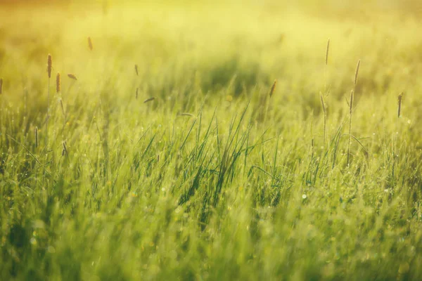 Sfondo Sfocato Campo Erba Nella Rugiada Del Mattino — Foto Stock