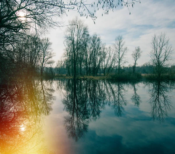 Skog Och Träd Träsket Vårsäsongen — Stockfoto