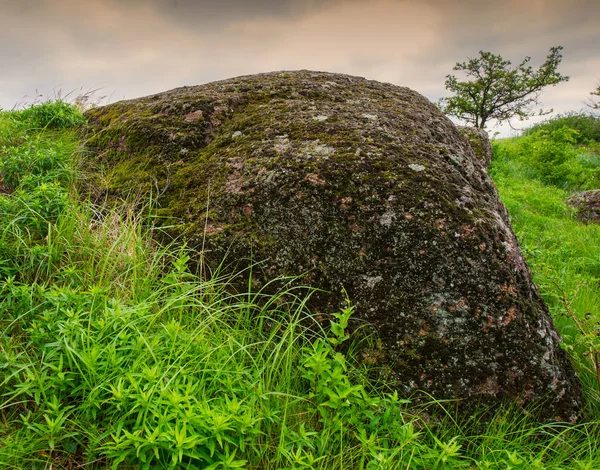 Granit Sten Blomstrende Planter Forår Landskab - Stock-foto