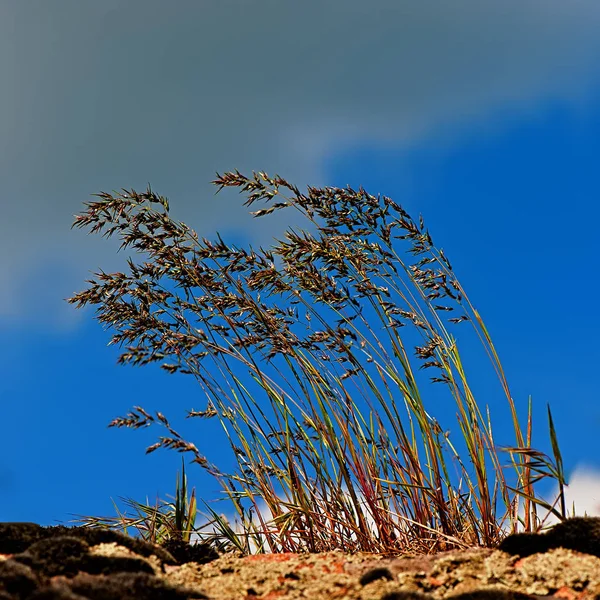 Green Grass Sky Spring Season — Stock Photo, Image