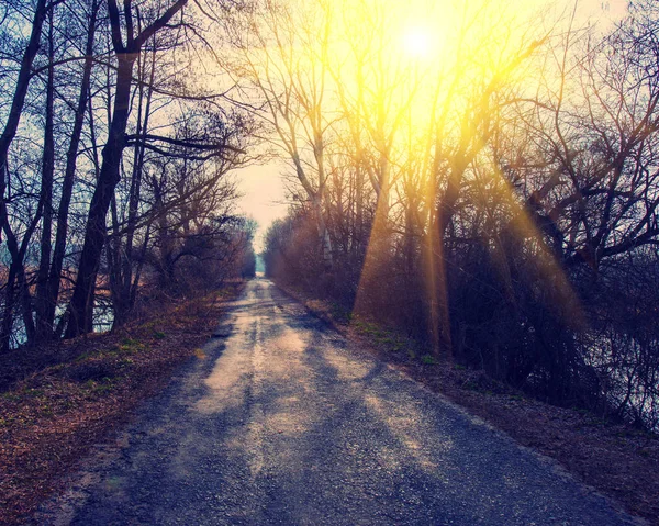 Vecchia Strada Asfaltata Nella Foresta Paesaggio Rurale — Foto Stock