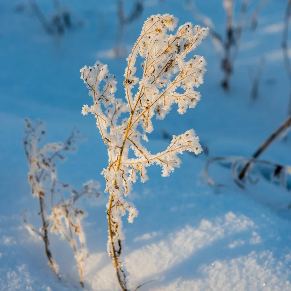 Dry Plant Covered Frost Frosty Winter Season — Stock Photo, Image