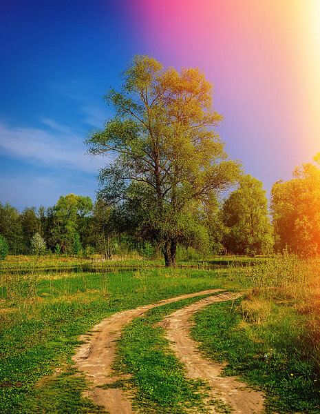 Dirt road leading into the forest, sunny day